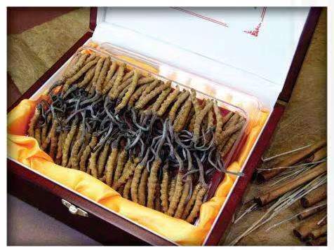 涡阳冬虫夏草回收